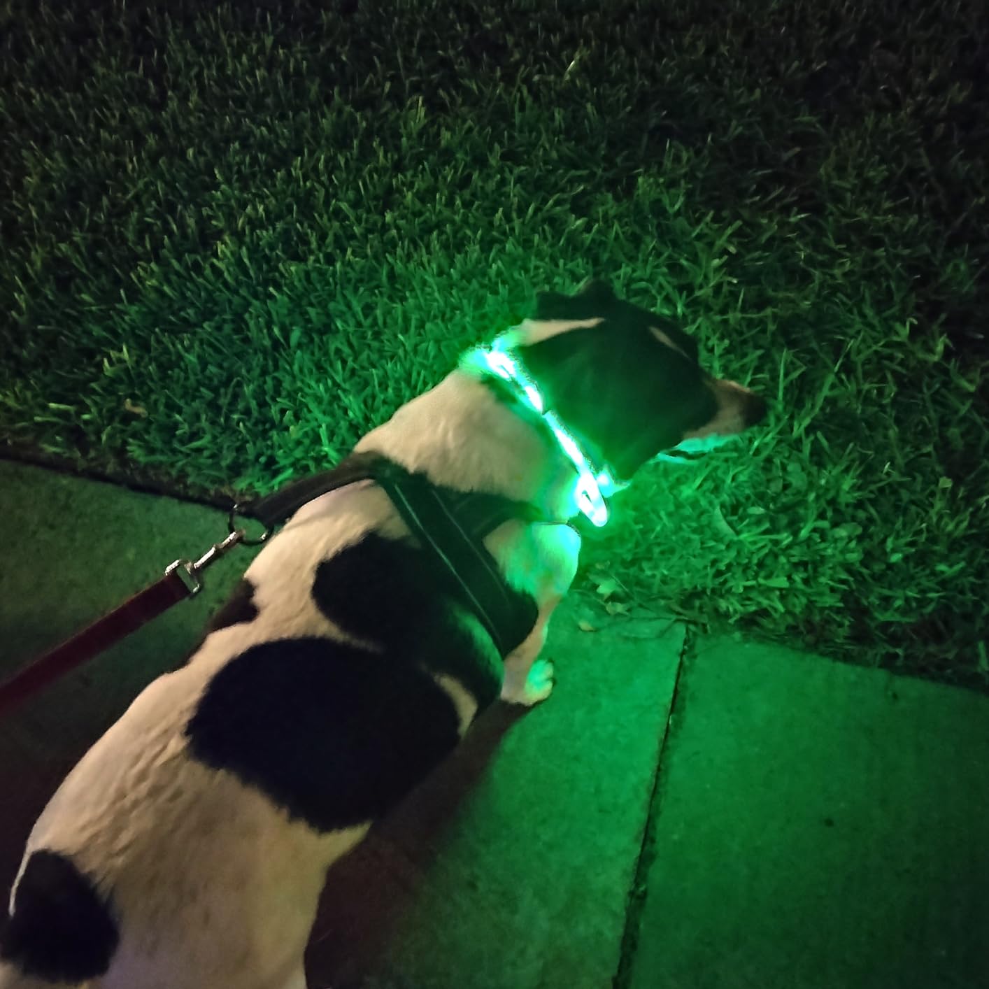 Silicone LED Dog Collar,USB Re - Dog Muzzle Silicone review and price